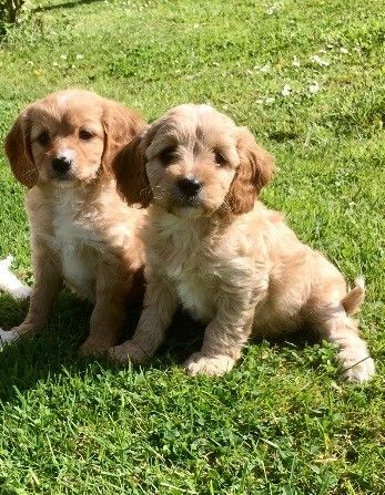 Cavapoo Puppies Boys And Girls