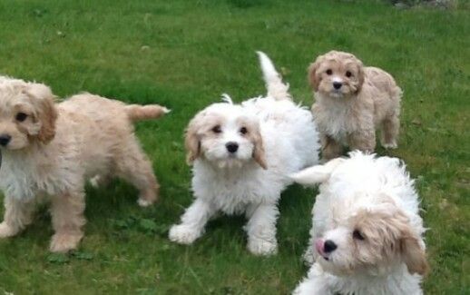 Stunning litter of cavapoos puppies.
