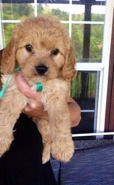 Family Raised Cavapoo Puppies