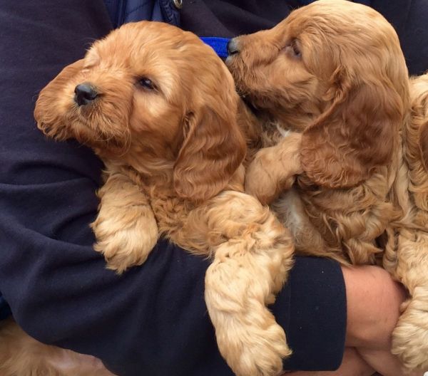 cockerpoos-availables For Sale