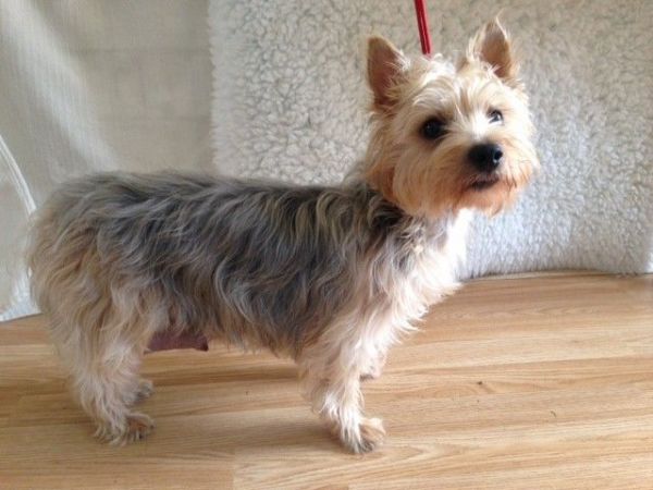 Beautiful African Grey Parrot With Cage