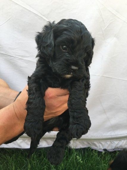 Gorgeous Cavapoo Puppies