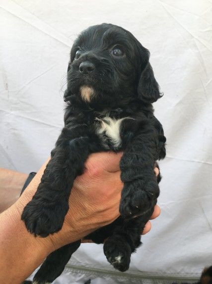Cavapoo Puppies