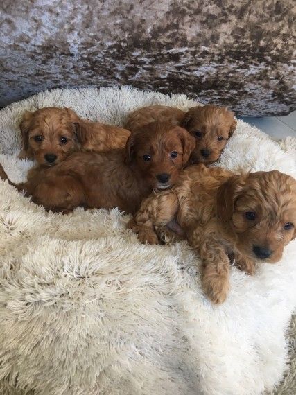 Stunning Toy Cavapoo Puppies,TEXT , ***