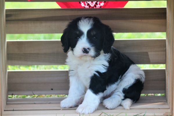 Tri-Color female Cavapoo puppy