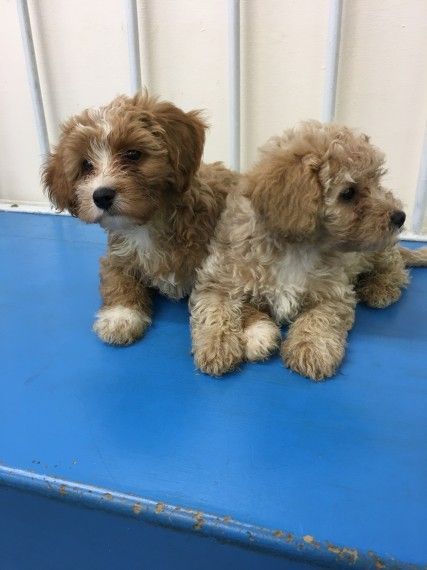 Beautiful Cavapoos Puppies for sale