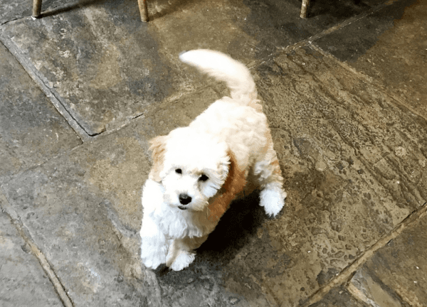 Cavapoo Puppies (***) ***-***5