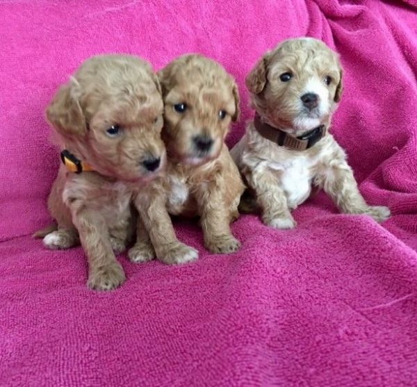 Cavapoo Puppies For Sale