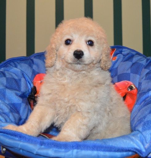Gorgeous Cavapoo Puppies For Sale. (***) ***-***7