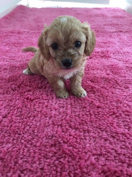 CAVAPOO PUPPIES