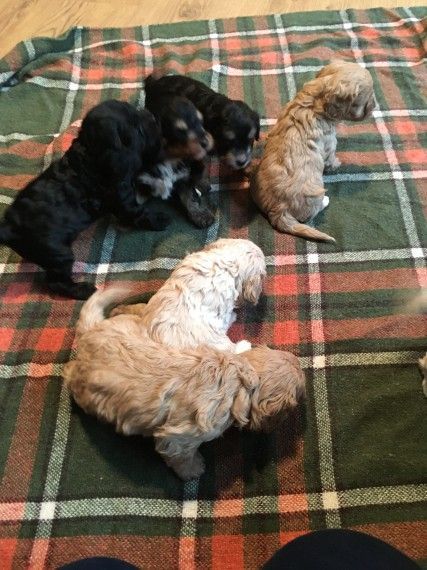 Toy Cavapoos puppies 2 Left