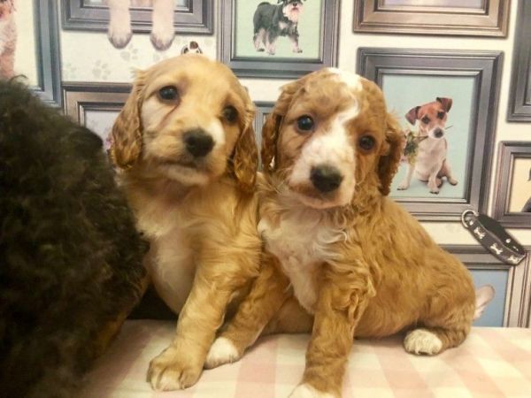 Beautiful Cavapoos Puppies for sale