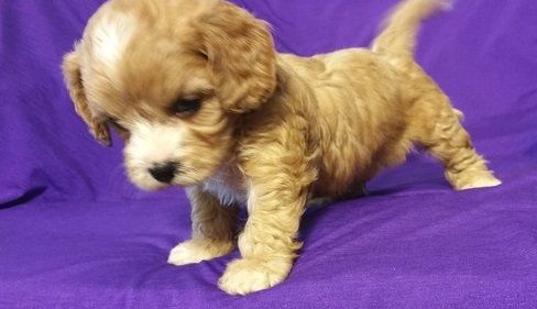 Lovely Cavapoo puppies puppies - ready to go