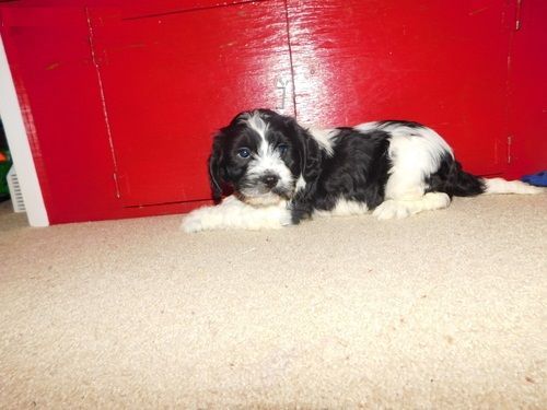 Adorable F1 Cavapoo Puppys