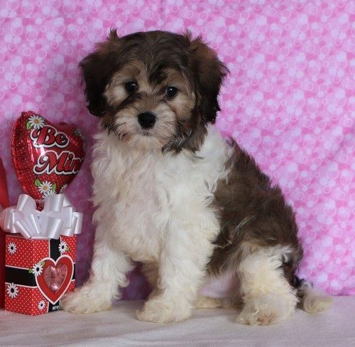 Stunning Cavapoo Puppies