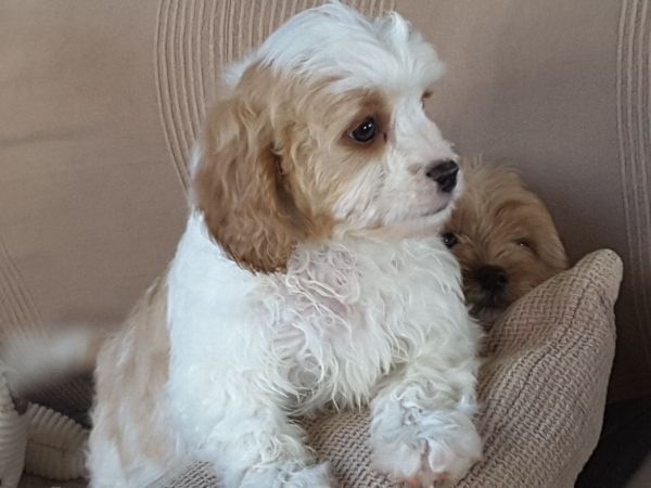Stunning Cavapoo Puppies.