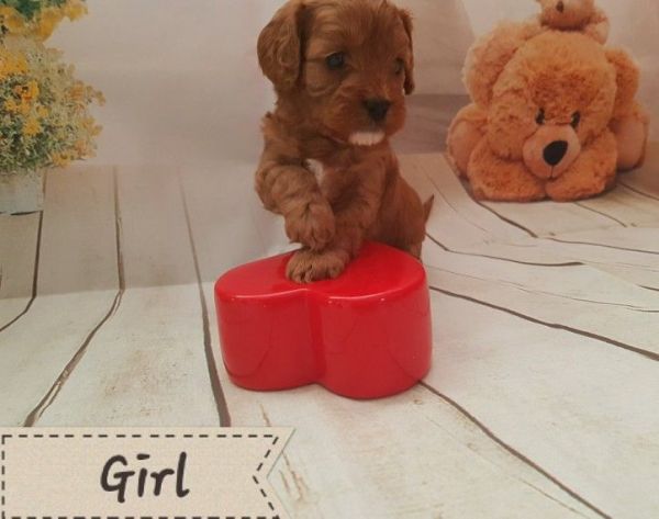 F1 Toy Cavapoo Puppys