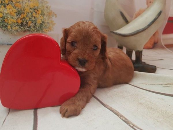 Beautiful Cavapoo Puppies