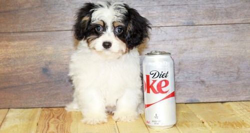 AKC reg. Cavapoo puppies