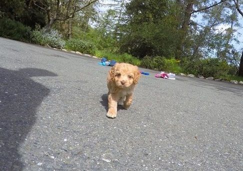 Well Socialized Cavapoo Puppies For Sale.