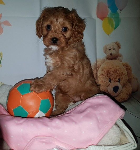 Stunning Cavapoo Puppies