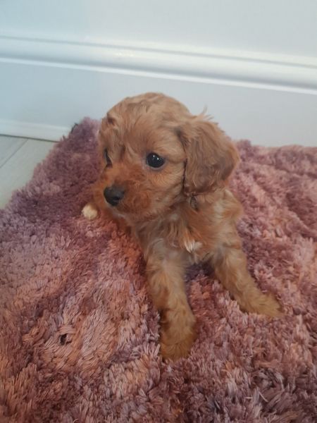 Cavapoos Pups Reduced