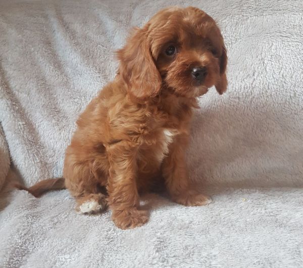 Cavapoo Puppies