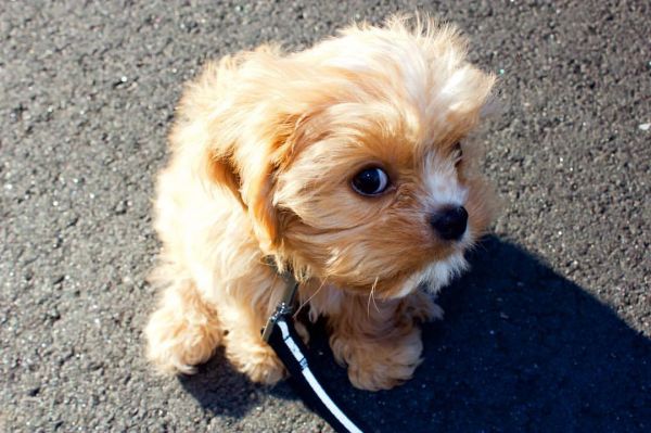 male and female cavapoo puppies