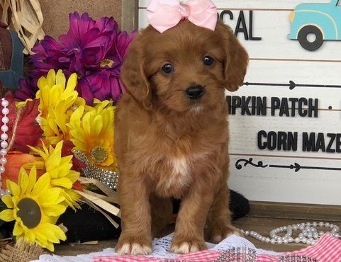 EXCEPTIONAL Cavapoo puppy text (***) ***-***7