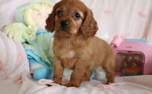 Well Trained Cavapoo Puppies. Text (***) ***-***2