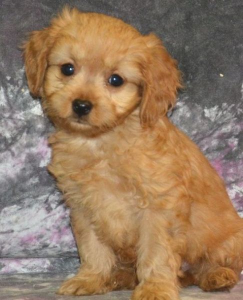 Affectionate, Playful Male and Female Cavapoo Puppies