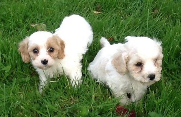 Playful Cavapoo puppies male and female(***) ***-***2
