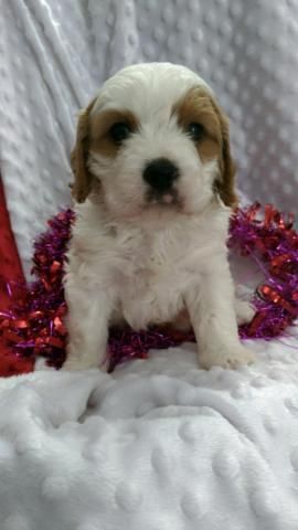 Cute Cavapoo Puppies (***) *** - ***8