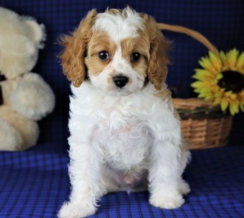 Health Guarantee Darling Cavapoo Puppies