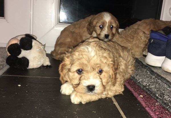 Cavapoo Puppies for Sale(***) ***-***2