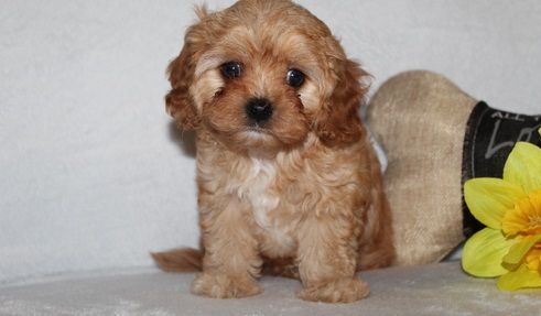 Playful Happy Cavapoo Puppies