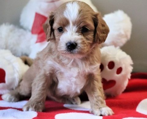 Adorable Red and White Cavapoo Puppies