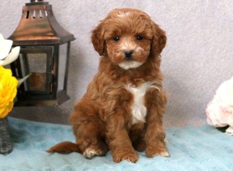 Genetic Health Guarantee Cavapoo Puppies
