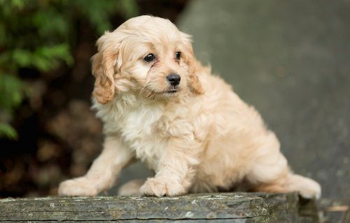 Top home raised Cavapoo puppies for sale (***) ***-***2