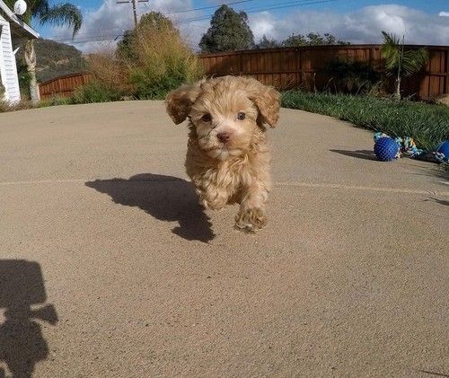 Healthy Cavapoo puppies available
