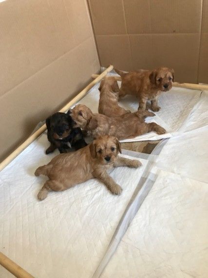Adorable Cavapoo puppies for sale