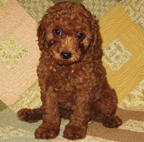 APRI Cavapoo For Sale: Text (***) ***-***2