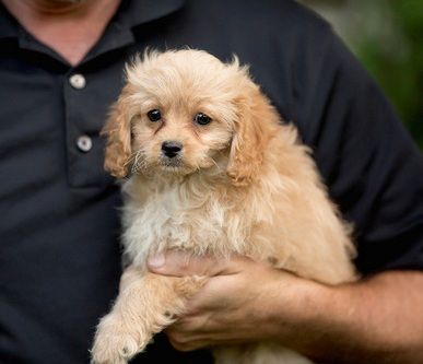 Top home raised Cavapoo puppies. Text (***) ***-***2