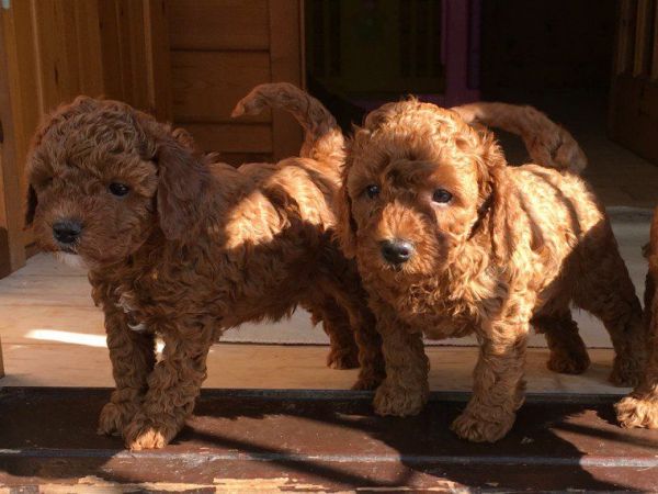 Potty Trained Cavapoo Puppies