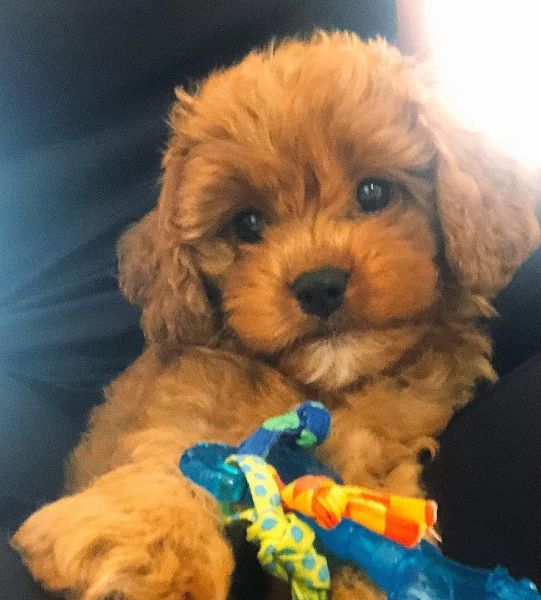 Beautiful Cavapoo