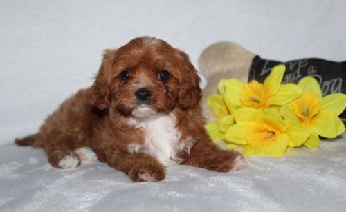 Easy to trained Cavapoo Puppies. (***) ***-***9