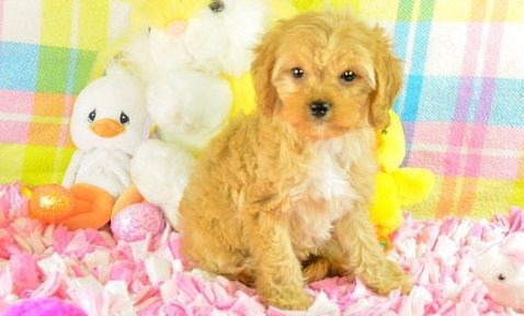affectionate Cavapoo puppies