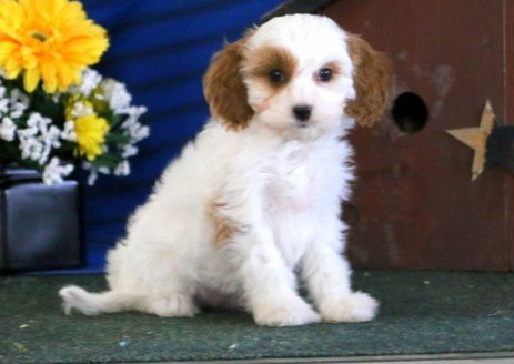 best friend happy Cavapoo puppies