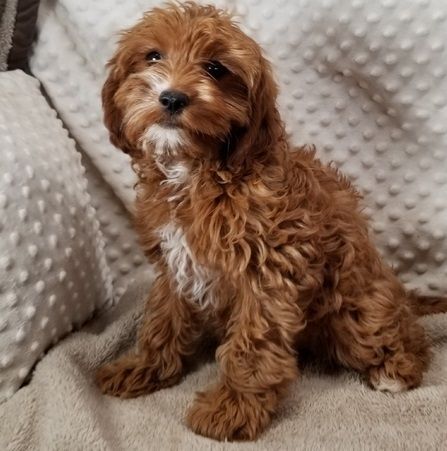 AKC registered dark red Cavapoo girls