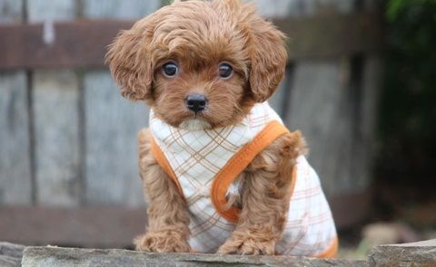 Sweet little ruby colored cavapoo puppies